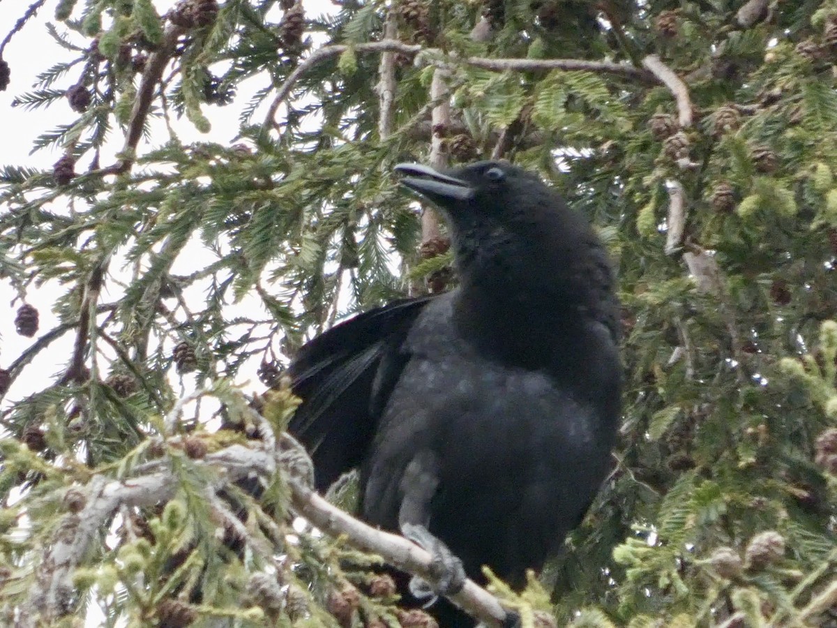 American Crow - ML636447882