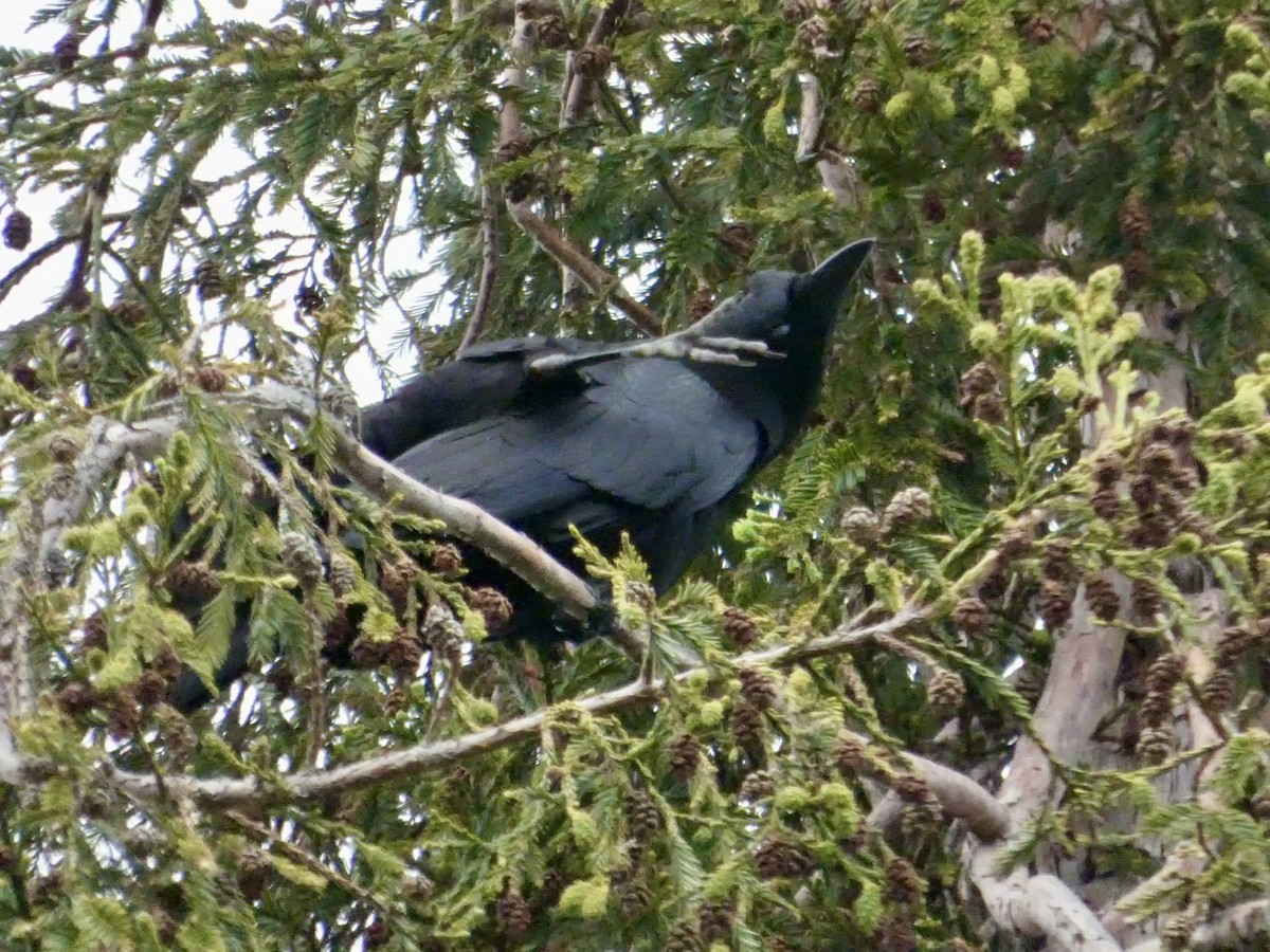 American Crow - ML636447883