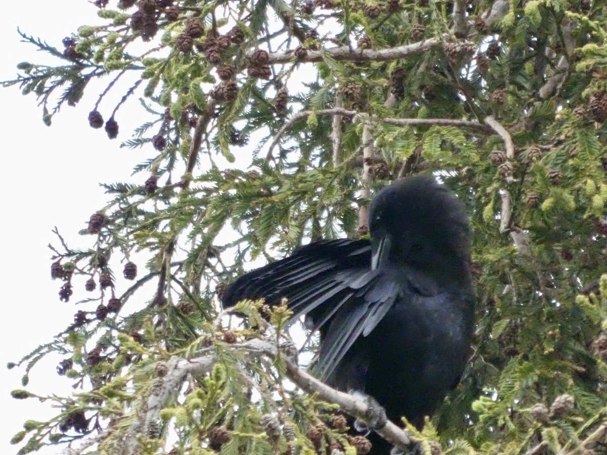 American Crow - ML636447884