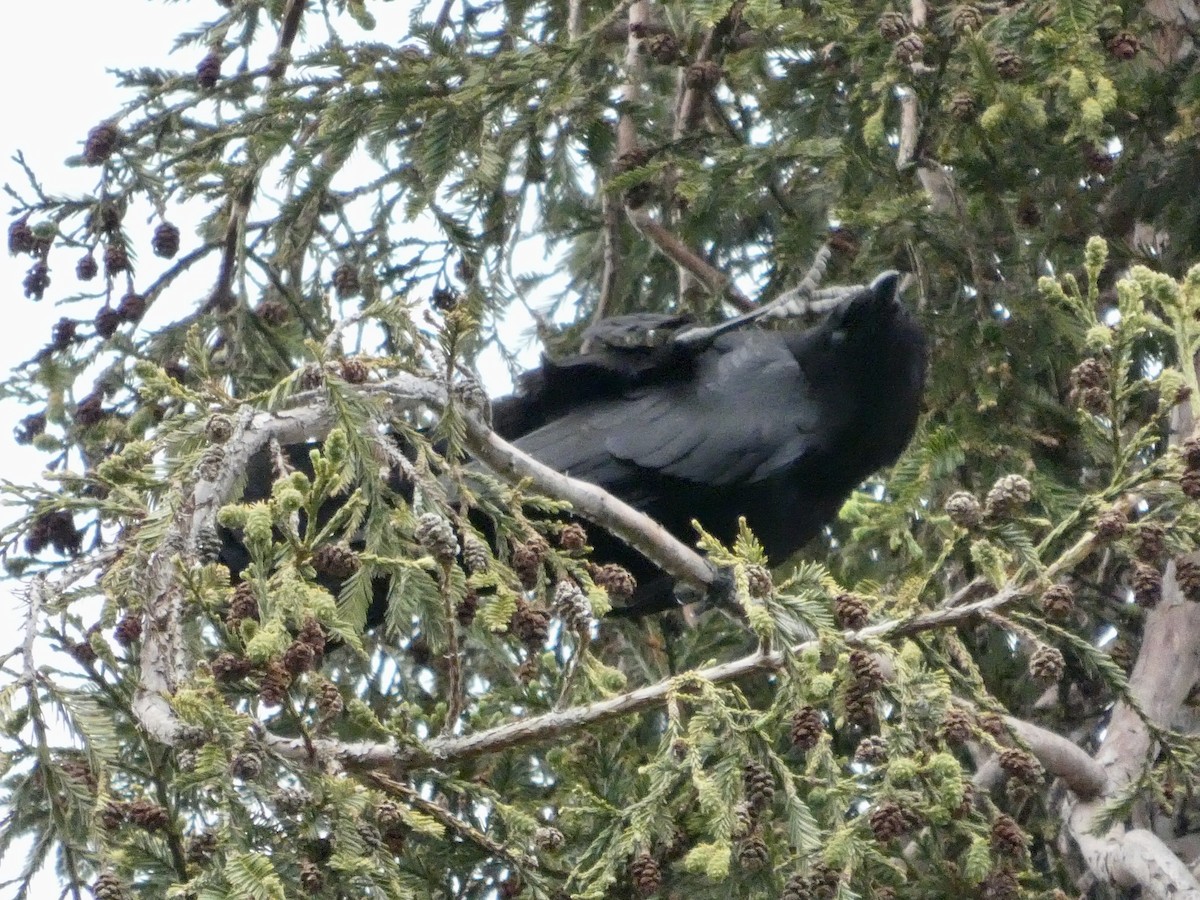 American Crow - ML636447885