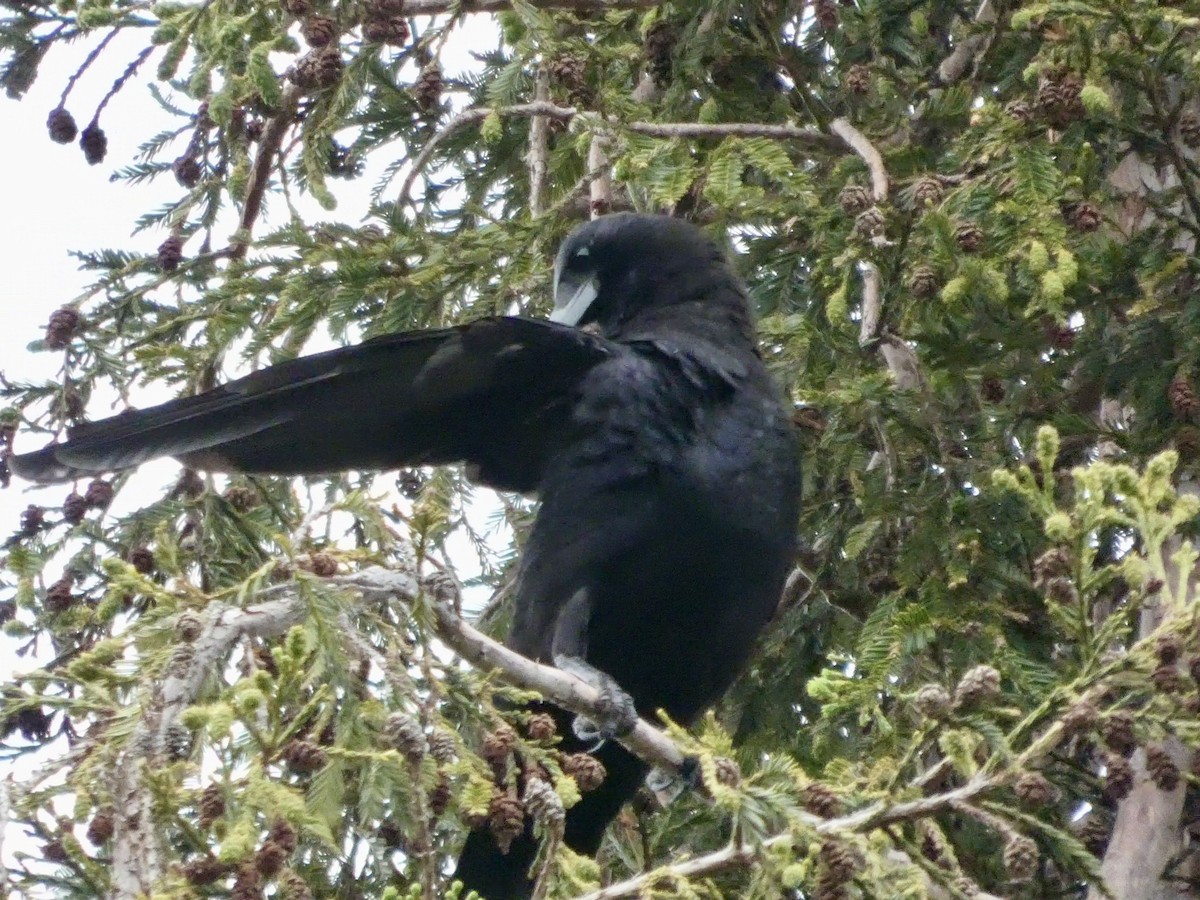 American Crow - ML636447886