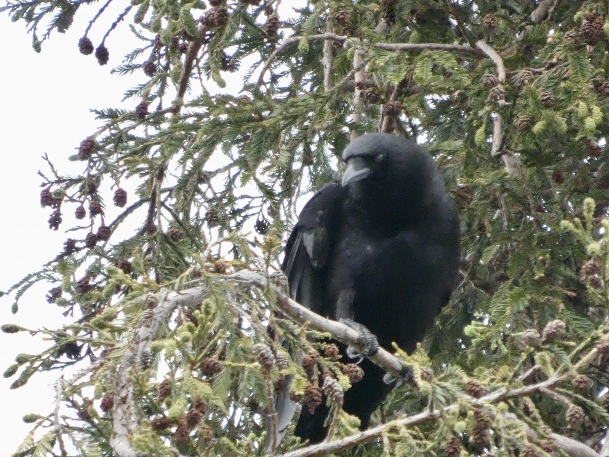 American Crow - ML636447887