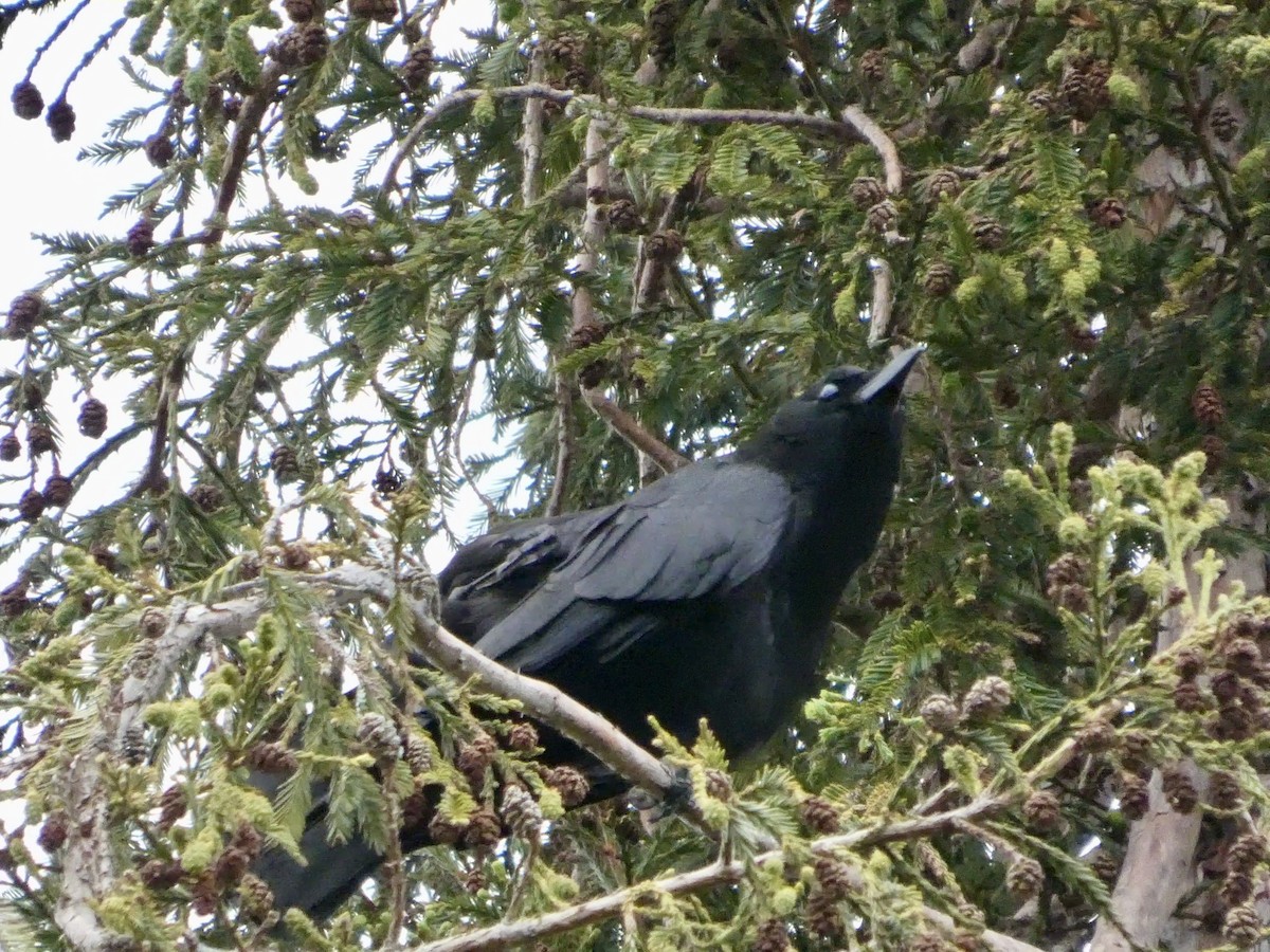 American Crow - ML636447888