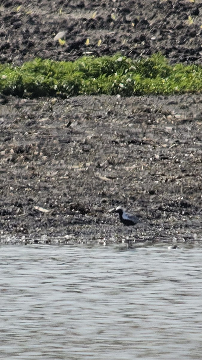 Black-bellied Plover - ML636447904
