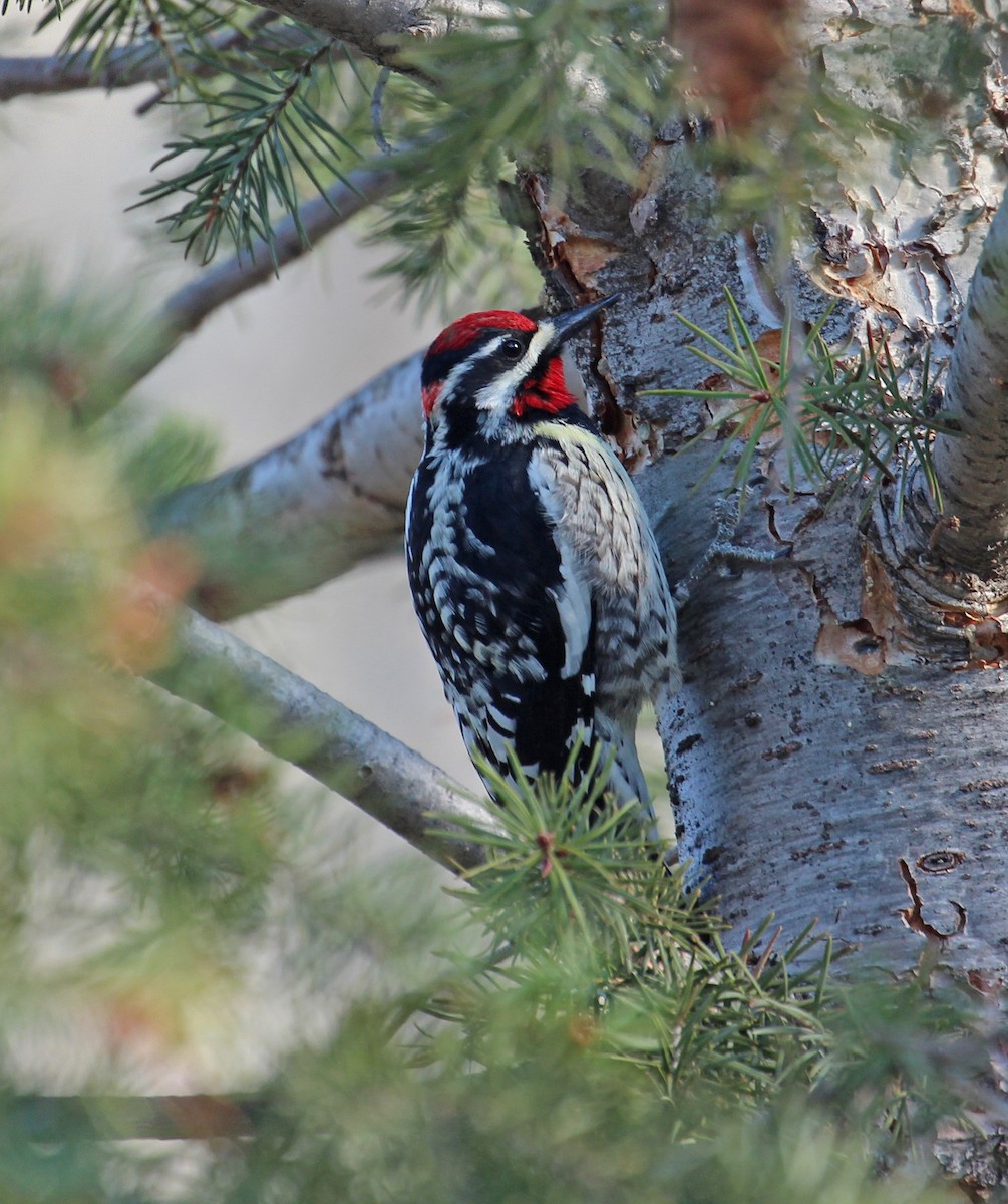 Red-naped Sapsucker - ML636447938