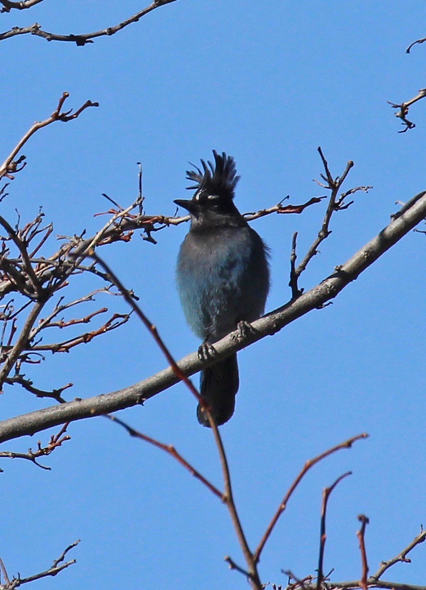 Steller's Jay - ML636447945