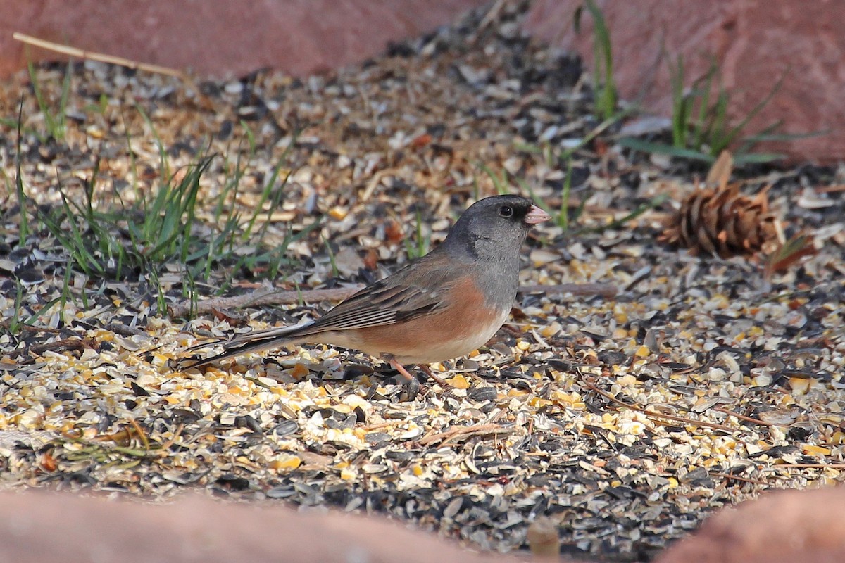 Dark-eyed Junco (Oregon) - ML636447947
