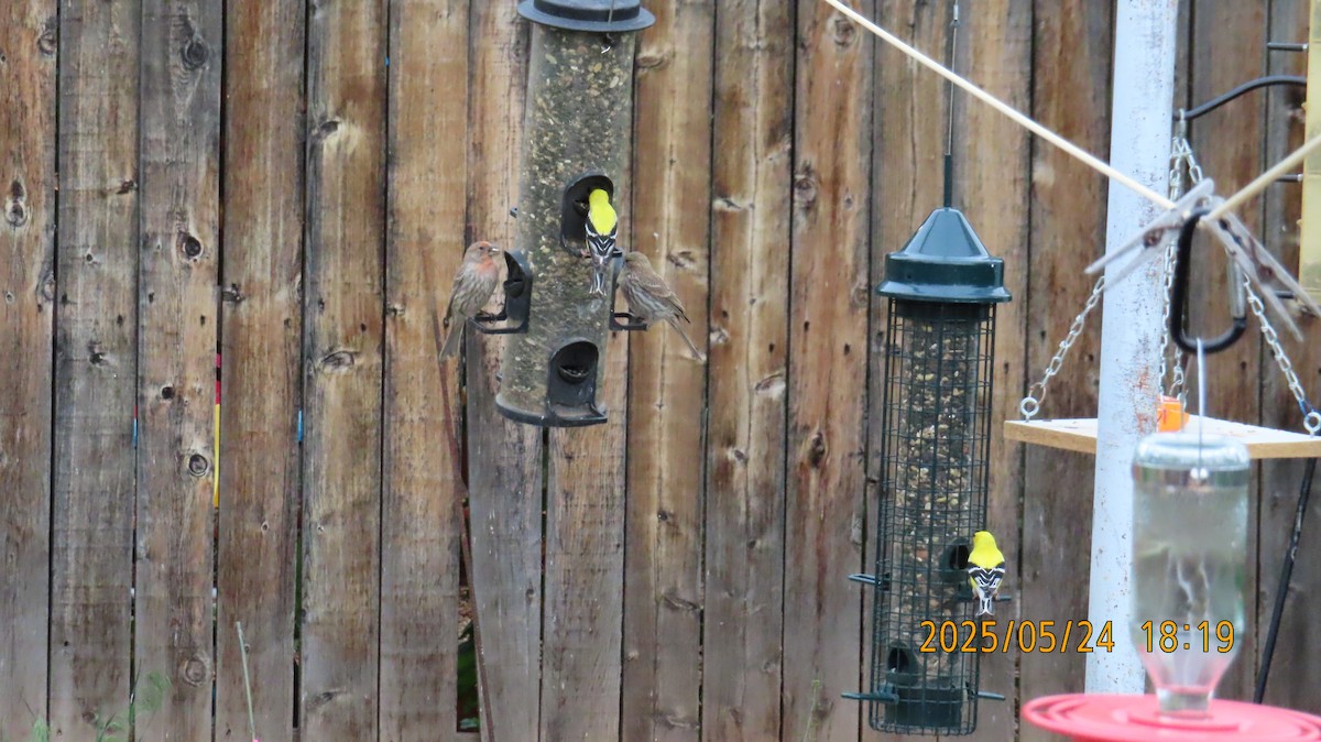 American Goldfinch - ML636447991