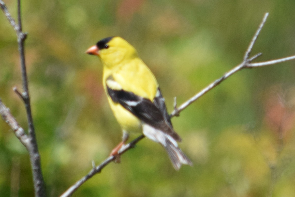 American Goldfinch - ML636448015