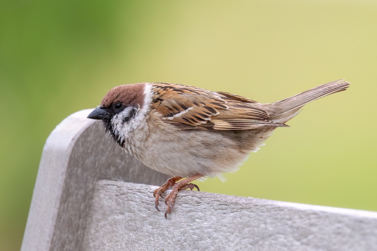 Eurasian Tree Sparrow - Kalpesh Krishna