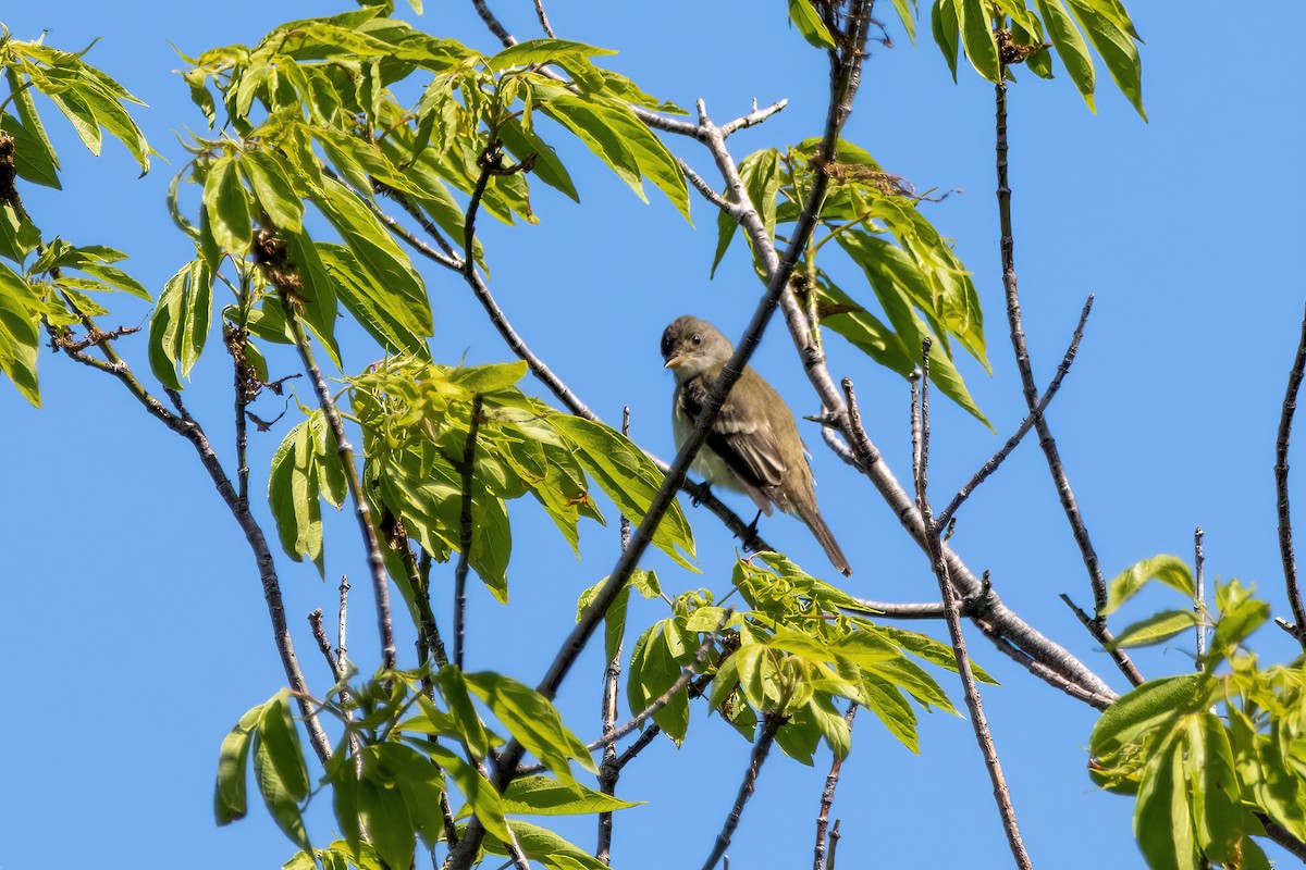 Willow Flycatcher - ML636448175