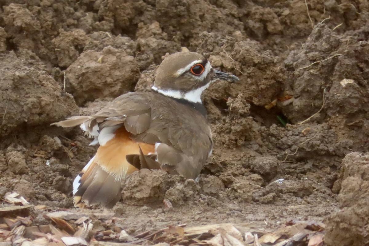 Killdeer - ML636448188