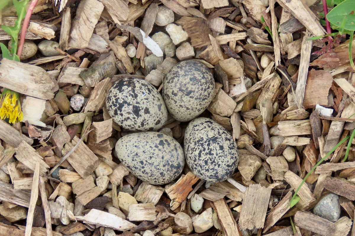 Killdeer - ML636448191