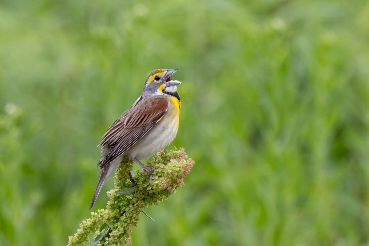 Dickcissel - Kalpesh Krishna
