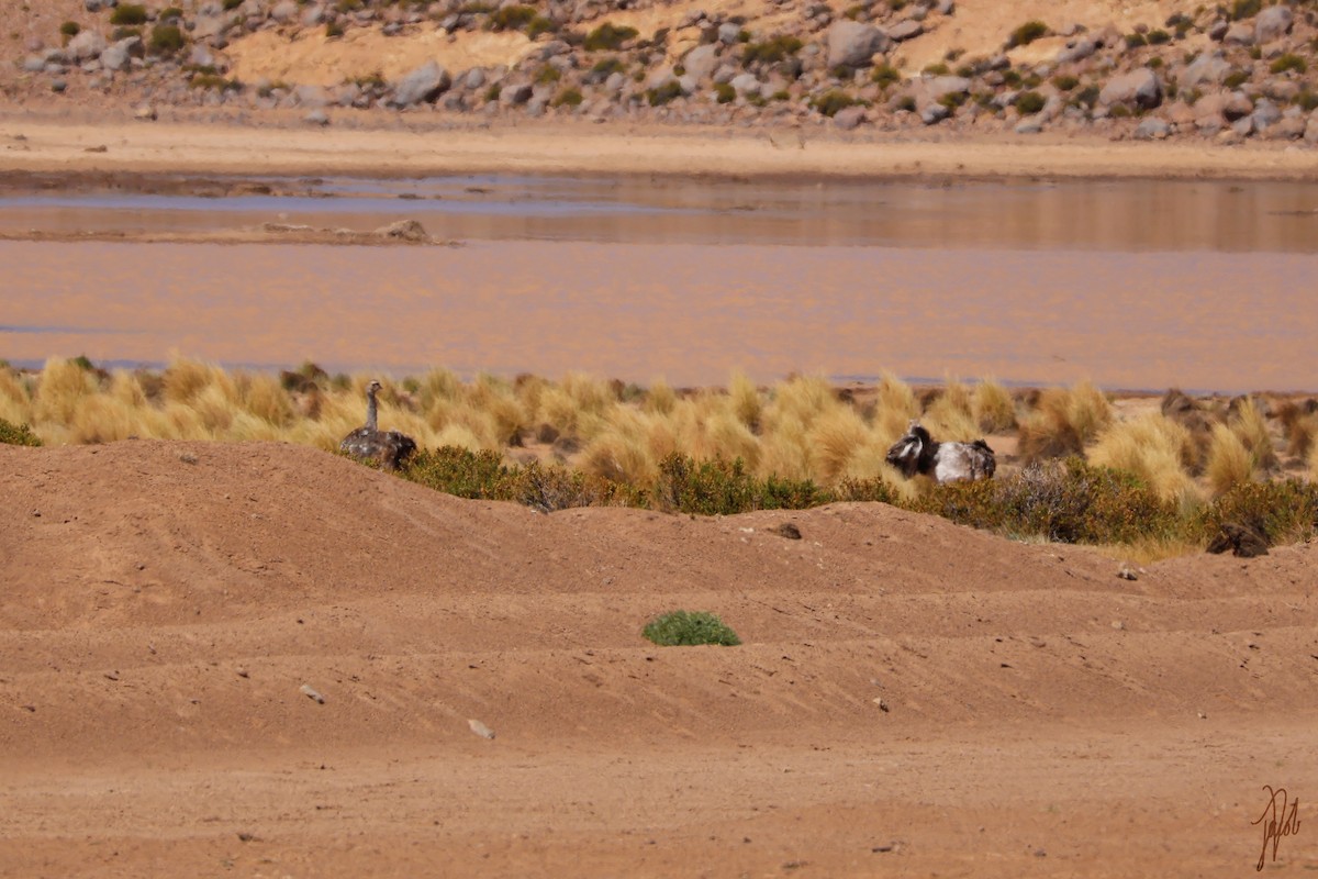 Lesser Rhea - ML636448386