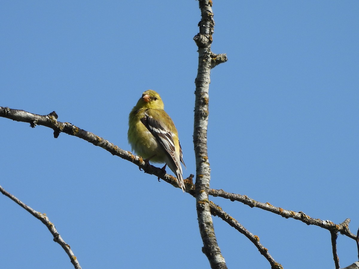 American Goldfinch - ML636448452