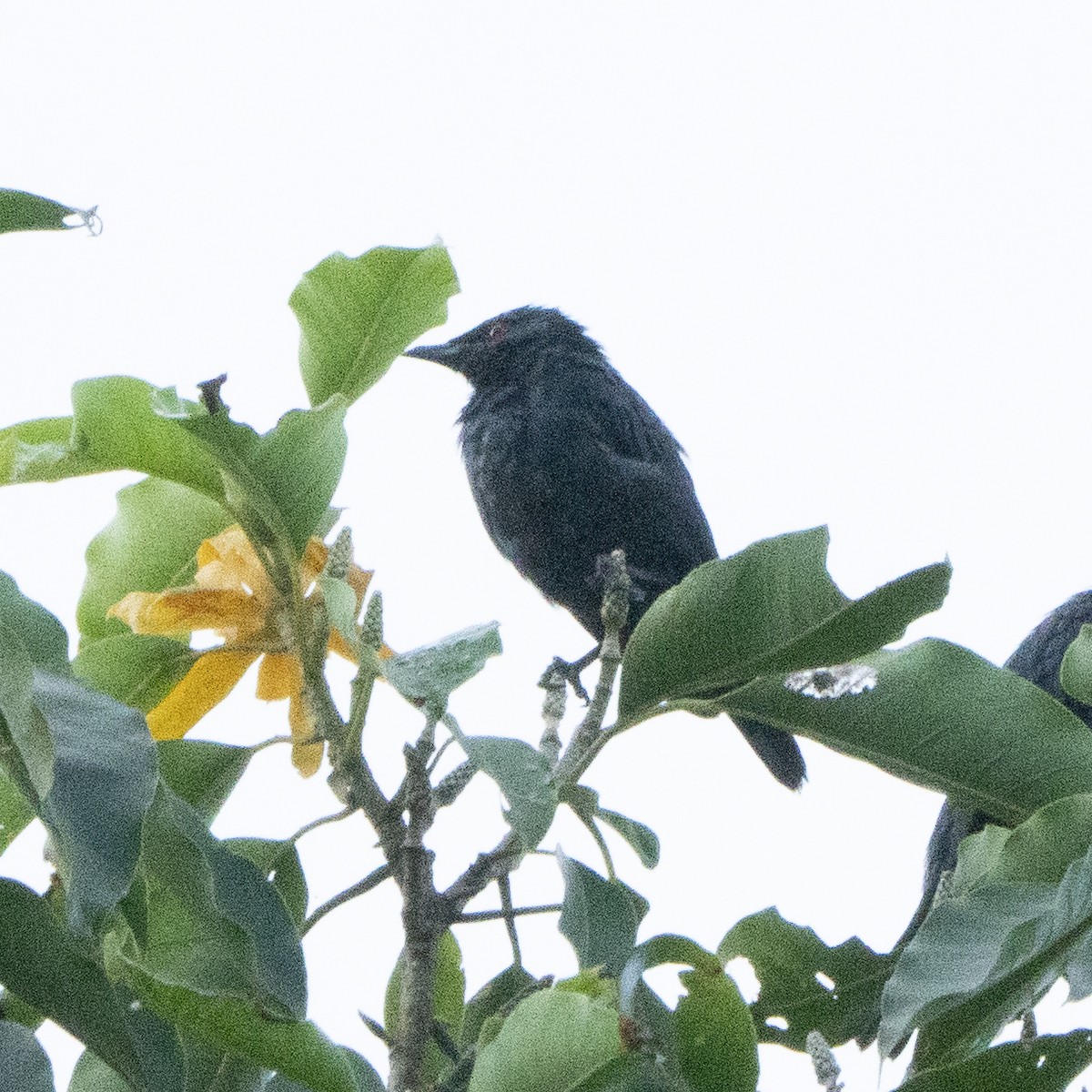 Short-tailed Starling - ML636448534