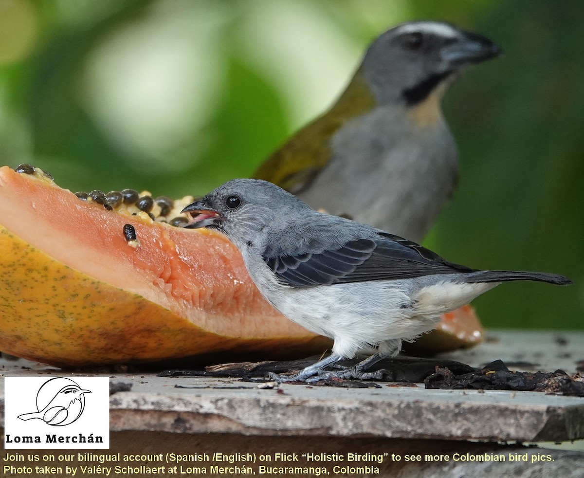 Plain-colored Tanager - ML636448597
