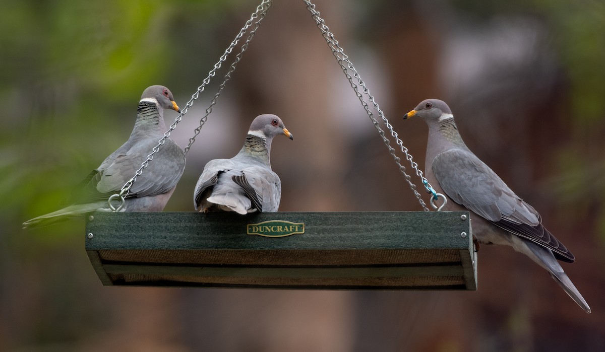 Band-tailed Pigeon - ML636448660
