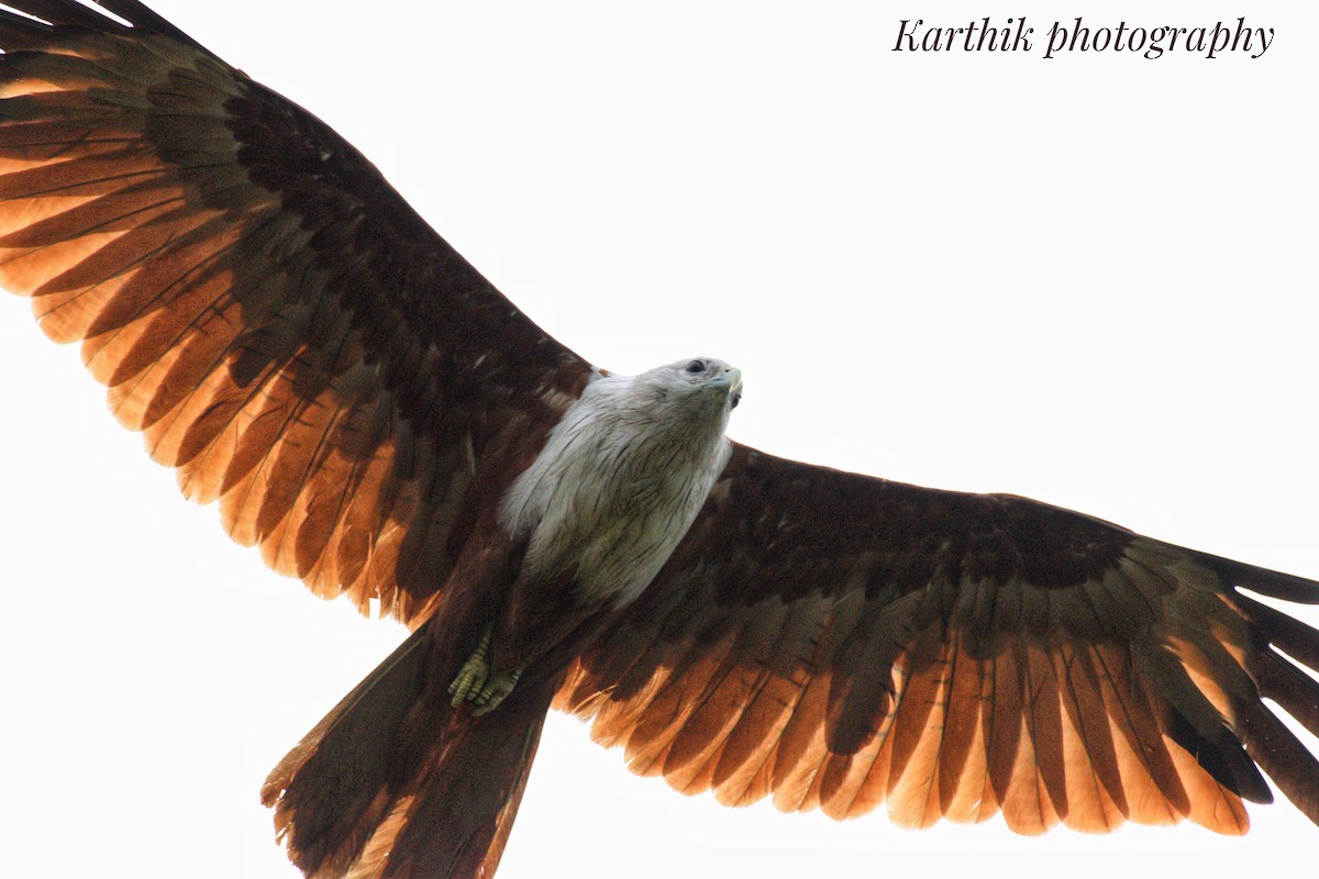 Brahminy Kite - ML636448671