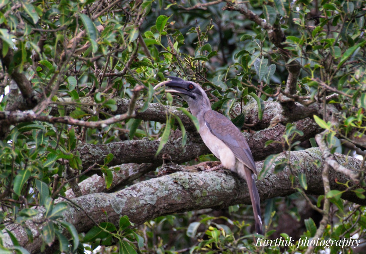 Indian Gray Hornbill - ML636448677
