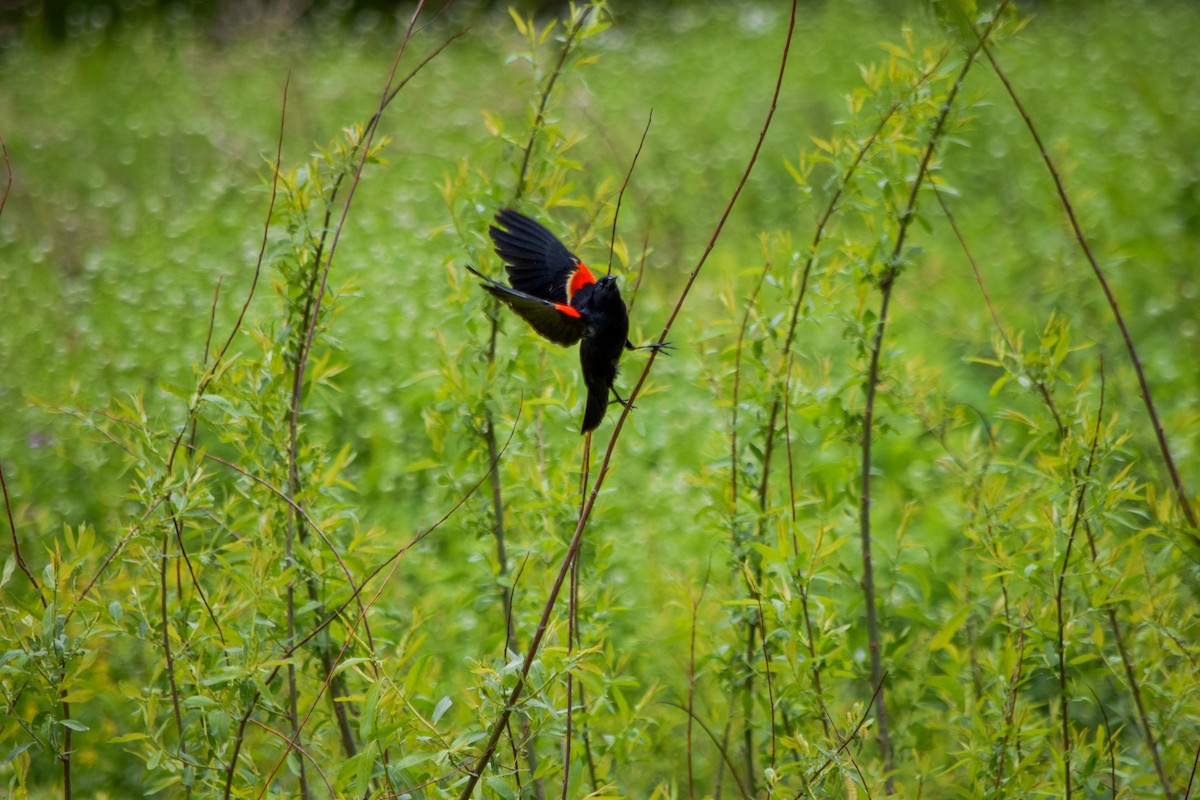 Red-winged Blackbird - ML636448683