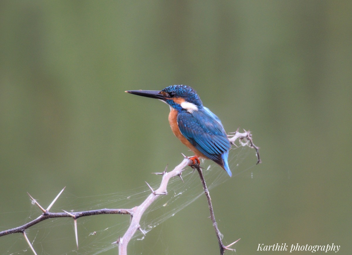 Common Kingfisher - ML636448685