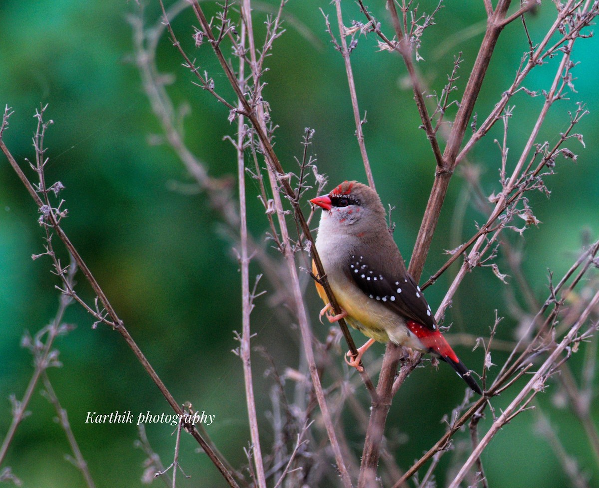 Red Avadavat - ML636448696