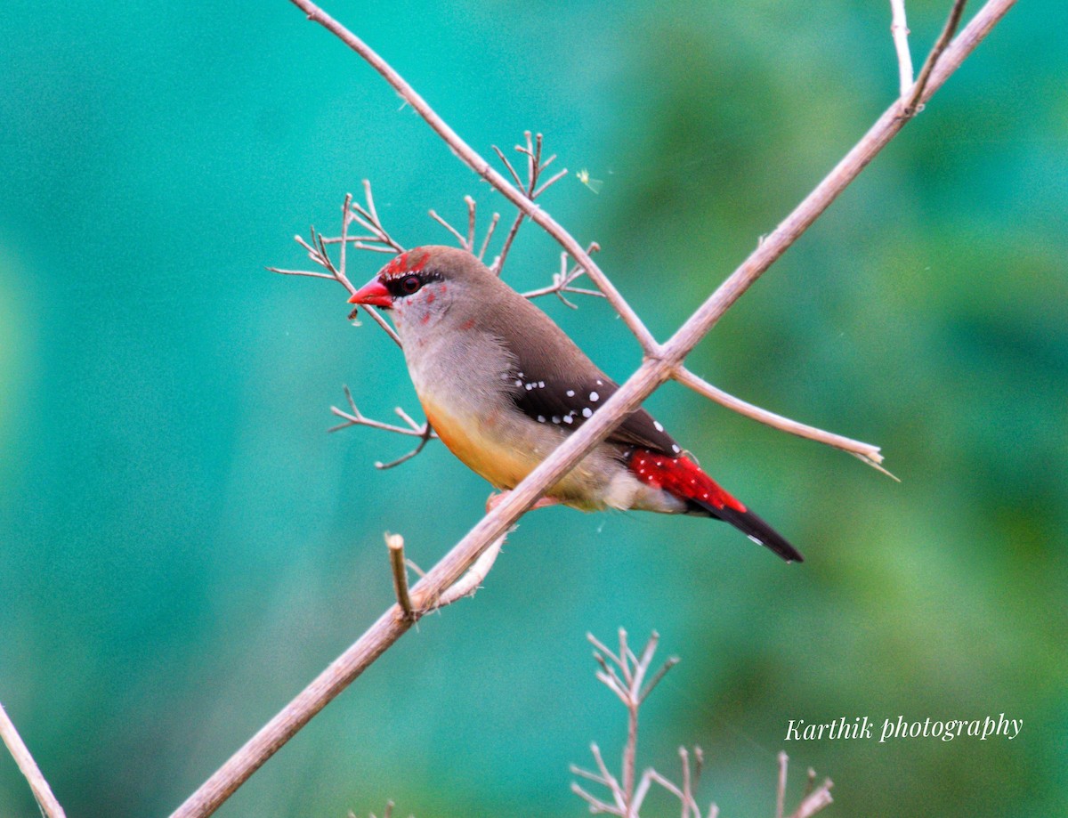 Red Avadavat - ML636448697