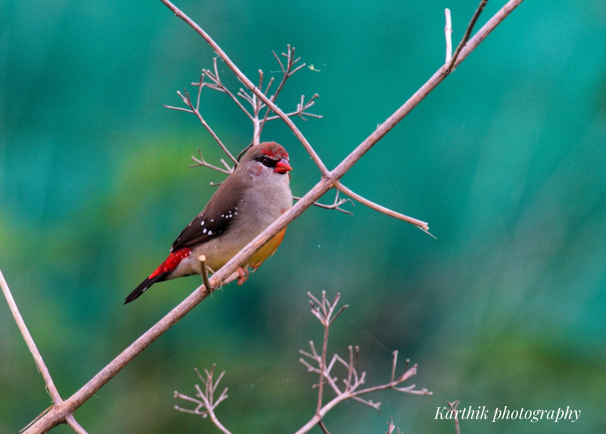 Red Avadavat - ML636448698