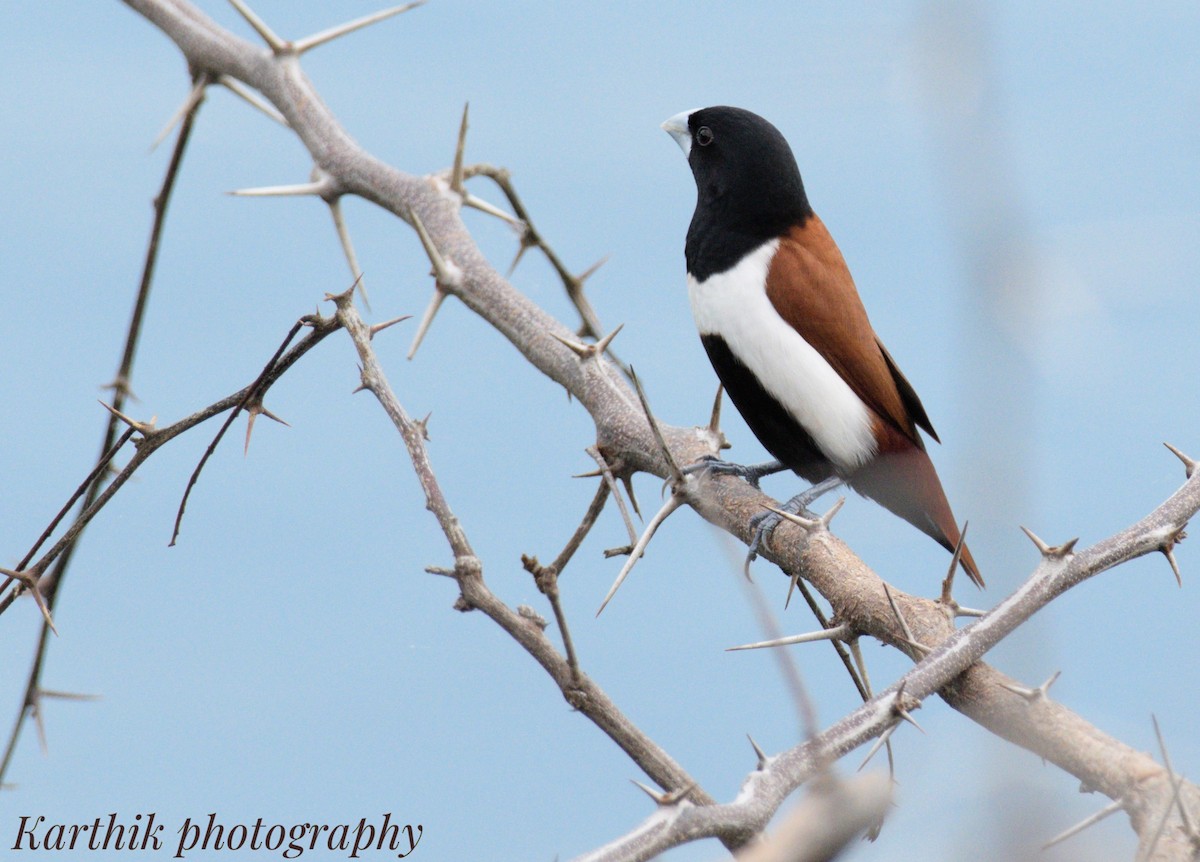 Tricolored Munia - ML636448712