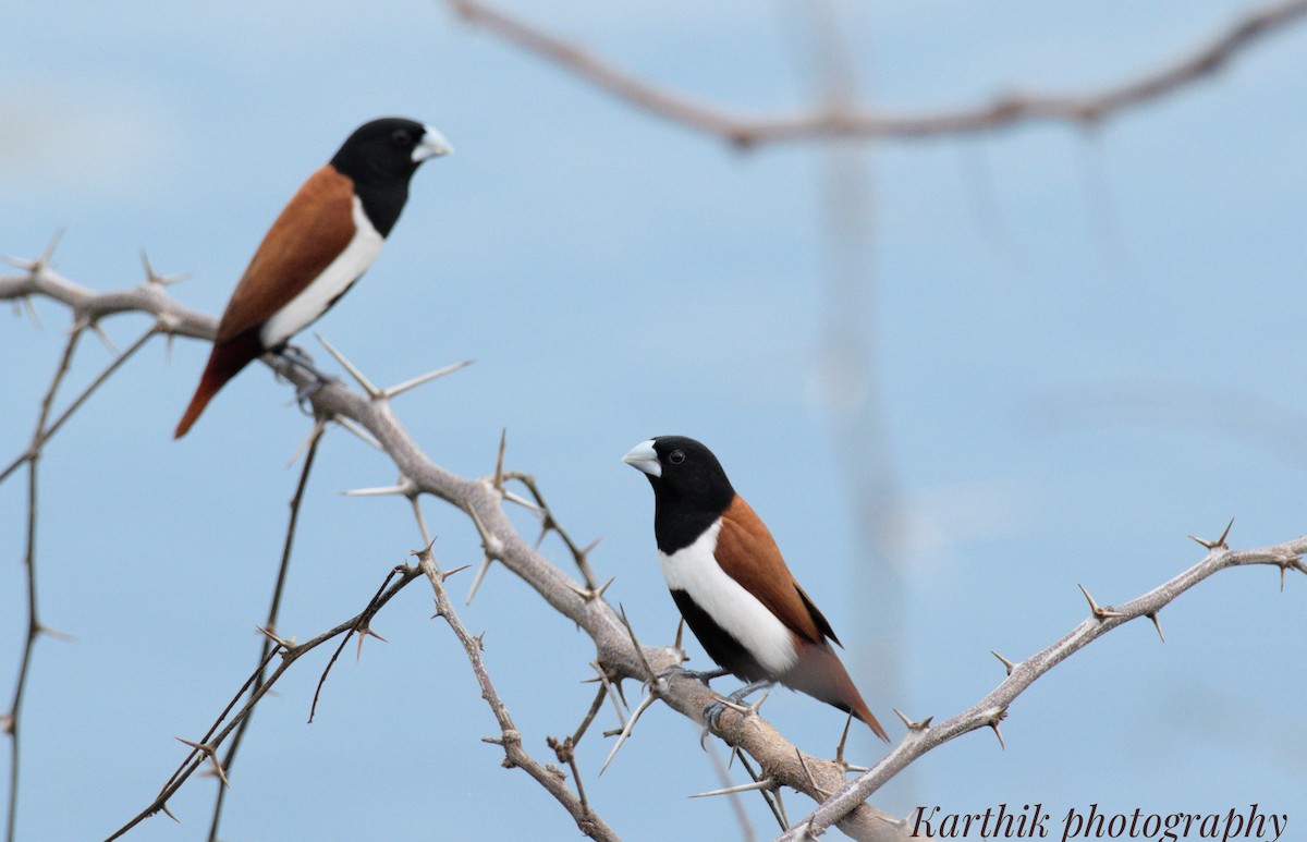 Tricolored Munia - ML636448713