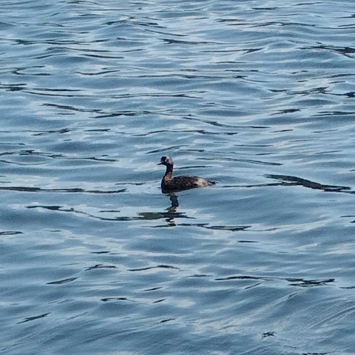 New Zealand Grebe - ML636448745