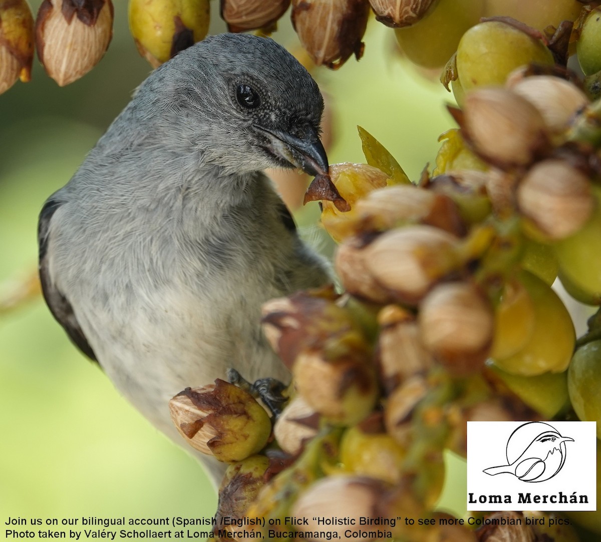 Plain-colored Tanager - ML636448748