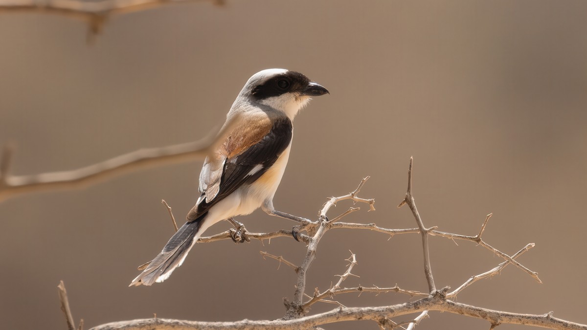Bay-backed Shrike - ML636448777