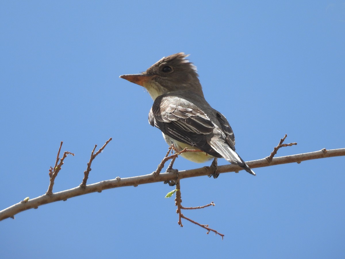 Olive-sided Flycatcher - ML636448781
