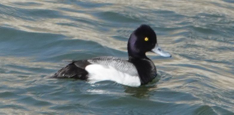 Lesser Scaup - ML636448932