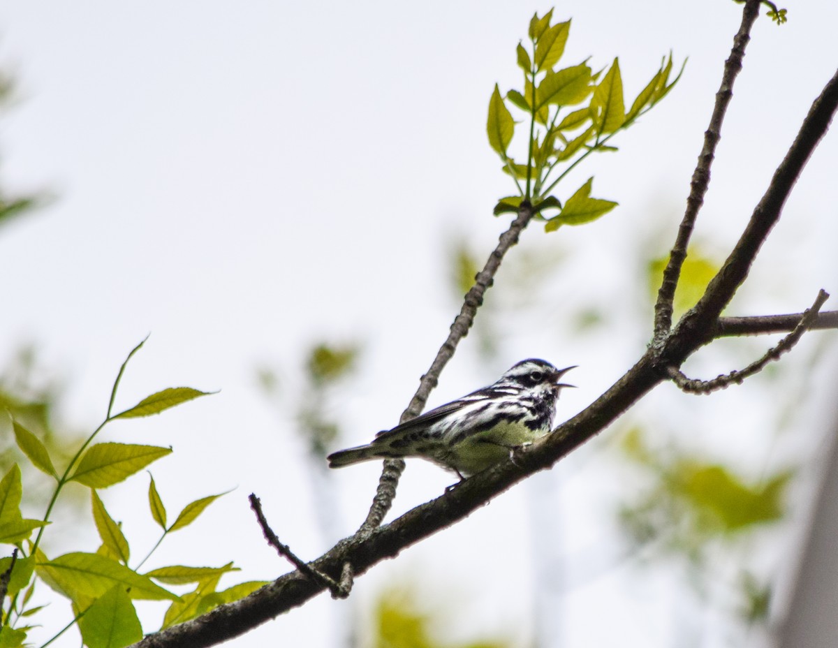 Black-and-white Warbler - ML636448951