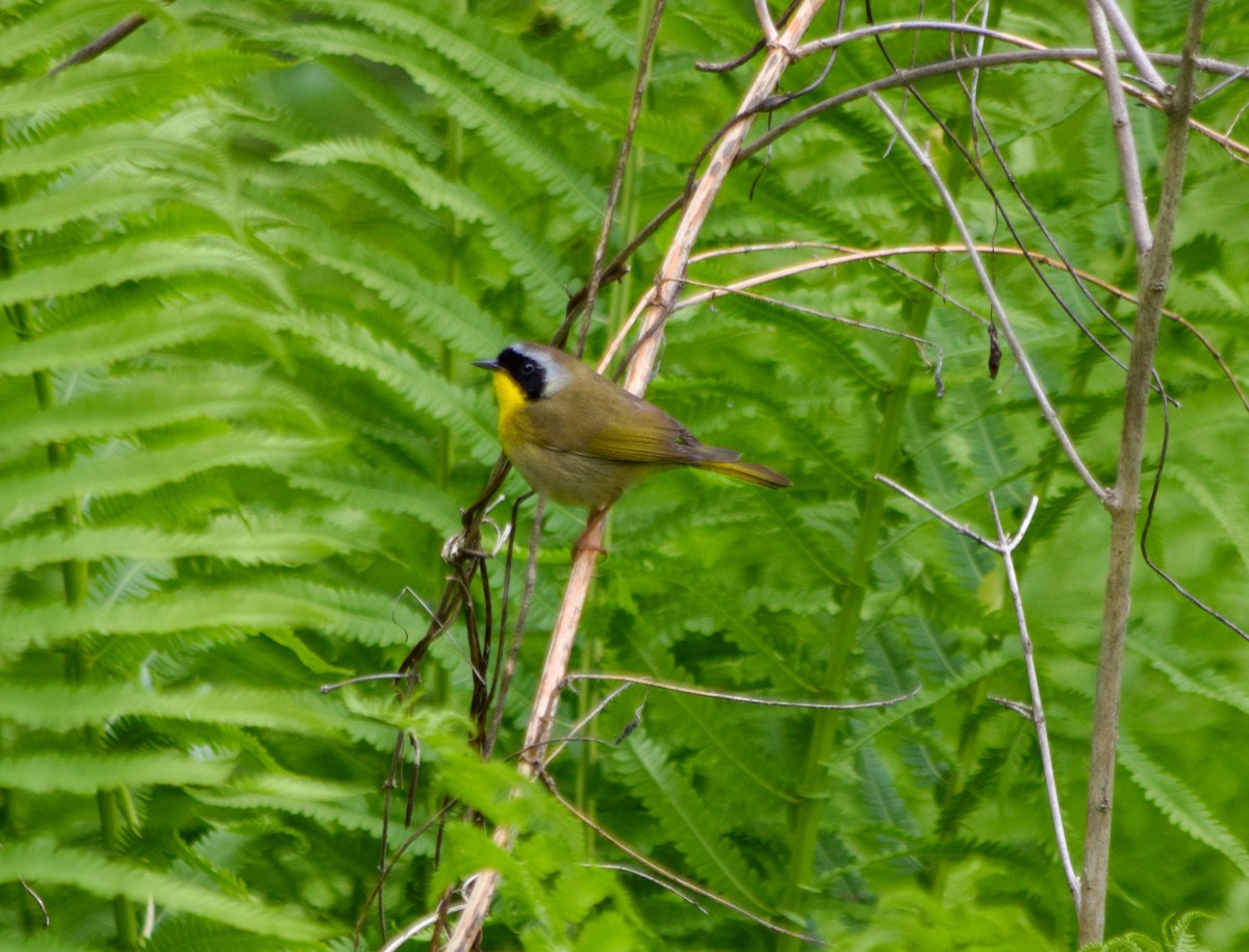 Common Yellowthroat - ML636448962