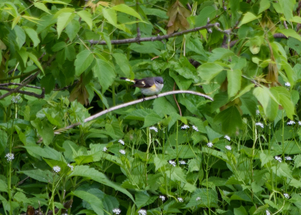 American Redstart - ML636448969