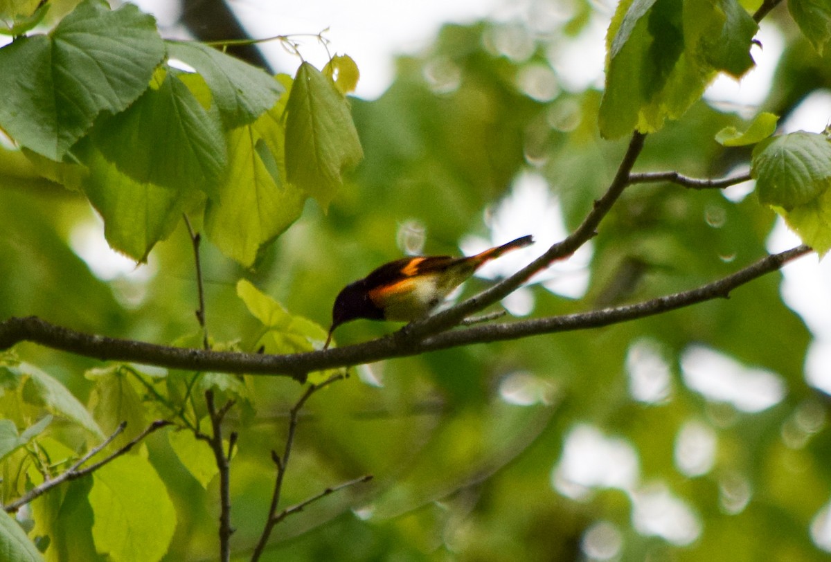 American Redstart - ML636448990