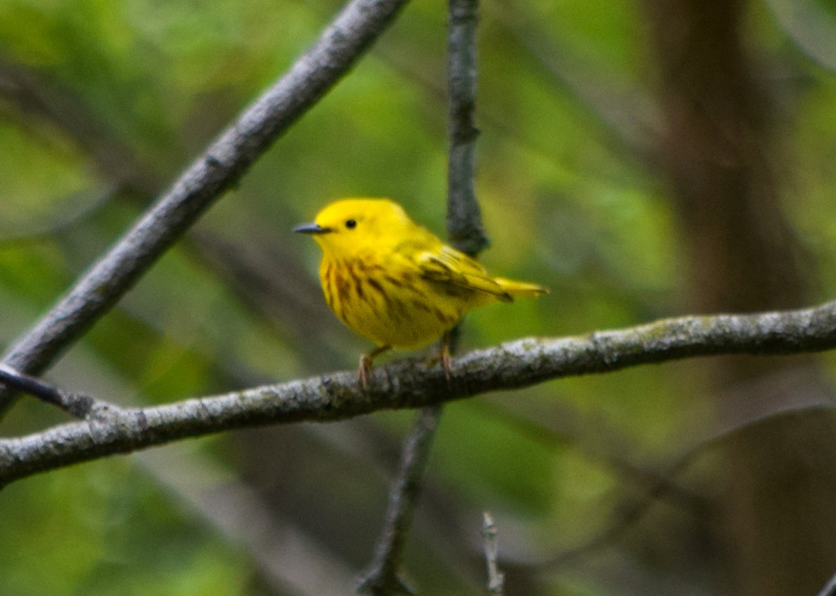 Northern Yellow Warbler - ML636449007