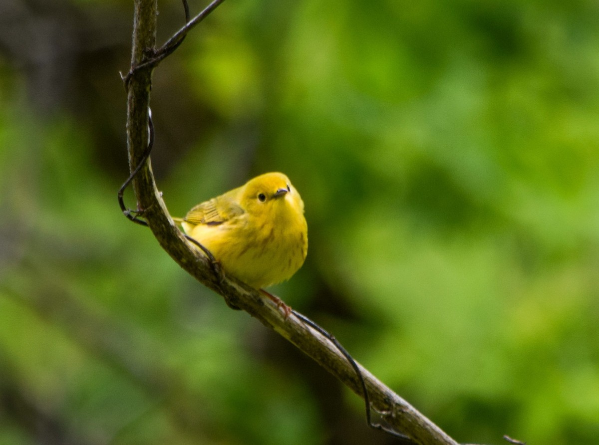 Northern Yellow Warbler - ML636449008