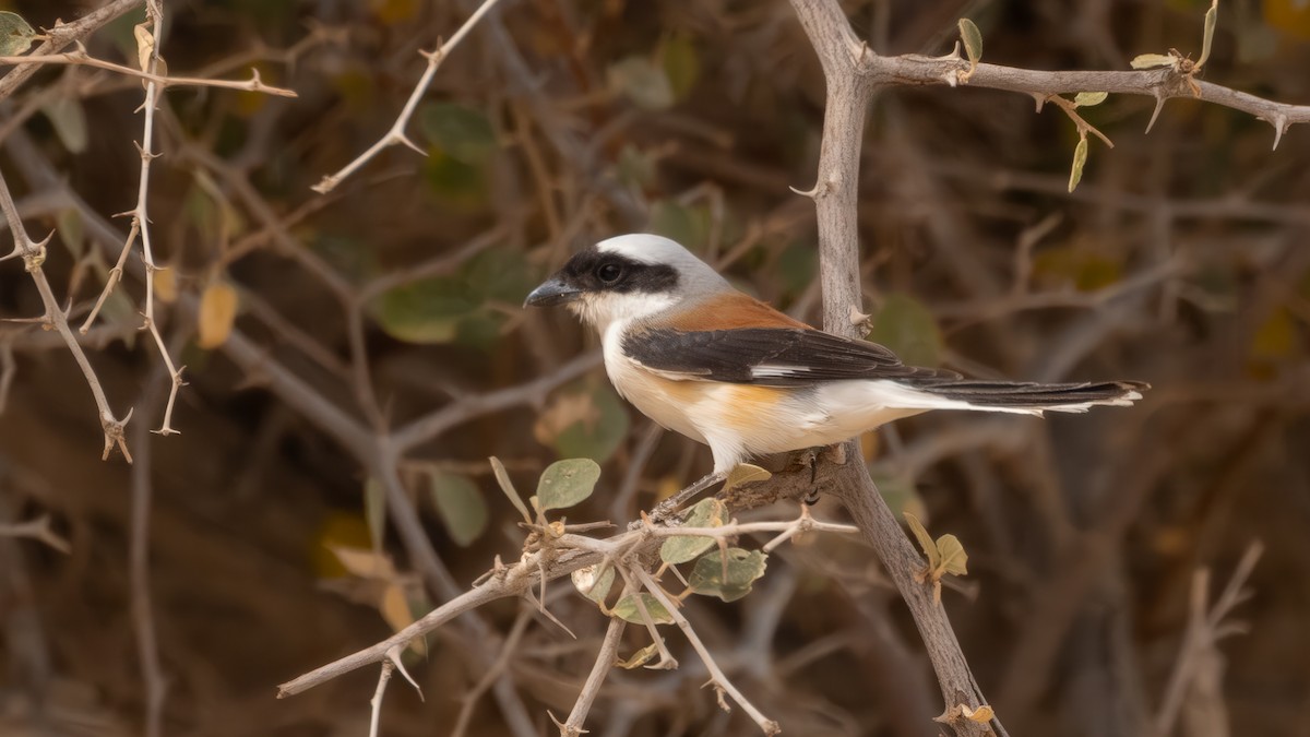 Bay-backed Shrike - ML636449041