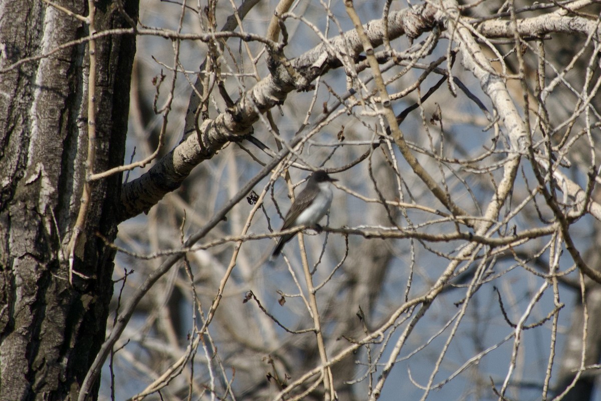 Eastern Kingbird - ML636449082