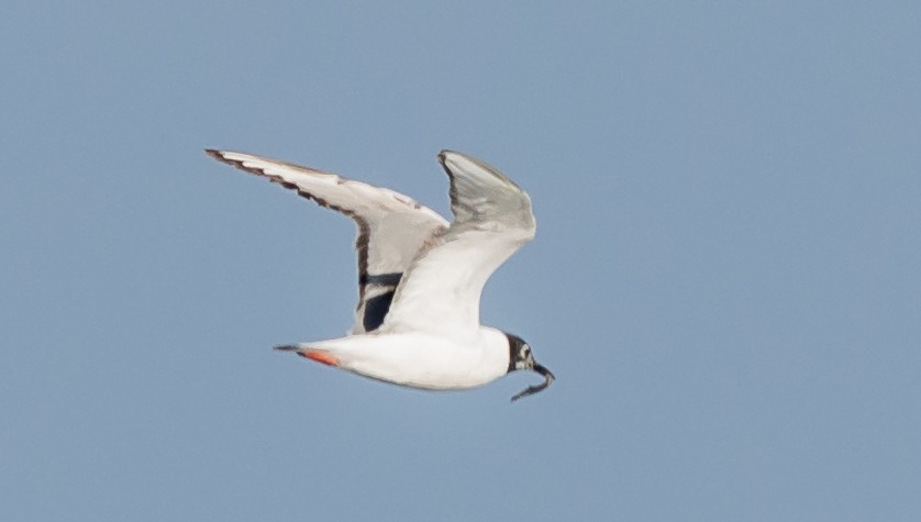Mouette de Bonaparte - ML636449086