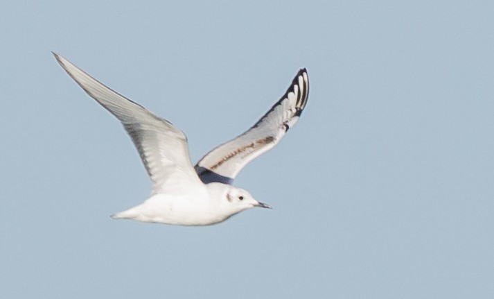 Mouette de Bonaparte - ML636449087