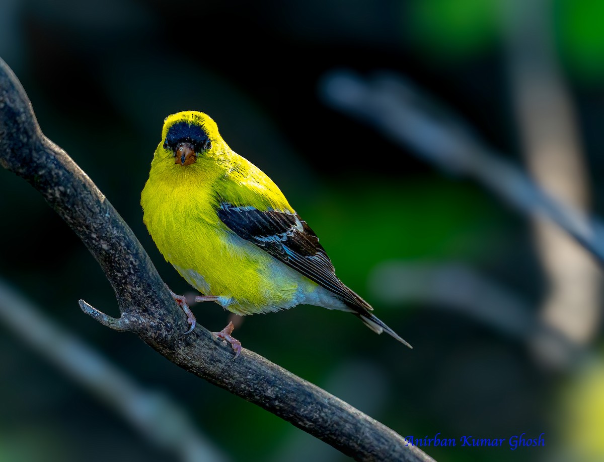 American Goldfinch - ML636449211