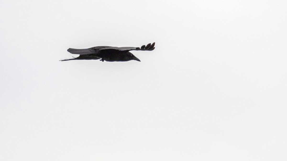 American Crow - ML636449266