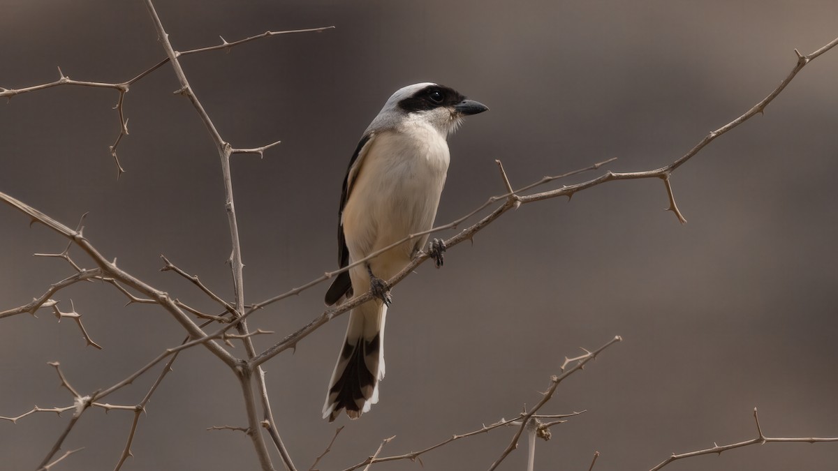 Bay-backed Shrike - ML636449272